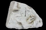 Ediacaran Aged Fossil Worms (Sabellidites) - Estonia #73523-2